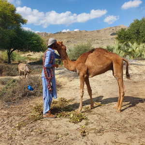 Sarfaraz Wahid - zeba