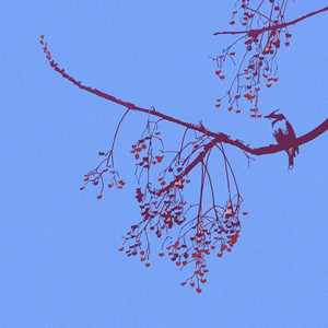 flora