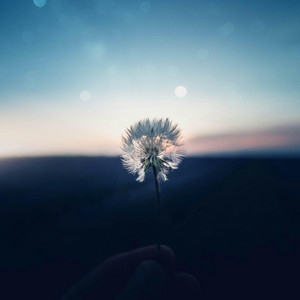 Nikita Kondrashev - Dandelion Field