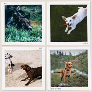 Music for Number One Pets - Piano album