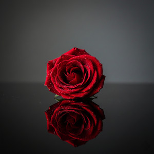 Roses by Ziul