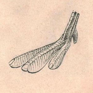 DNSTUDIO - PATE GARZA