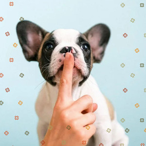 Debonair Jazz Quartet - Background for Calm Hounds album