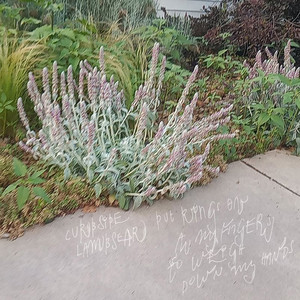 Uneasy by Curbside Lambsear