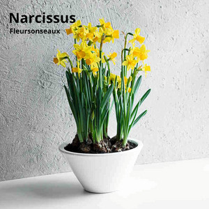 Narcissus
