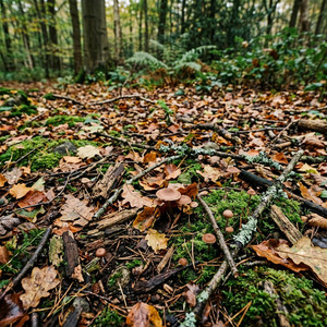 Forest Floor by Alara Aybar