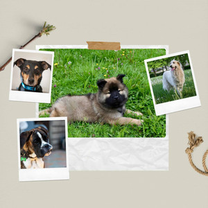 Extraordinary Guitar Pop - Background for Sweet Pups album