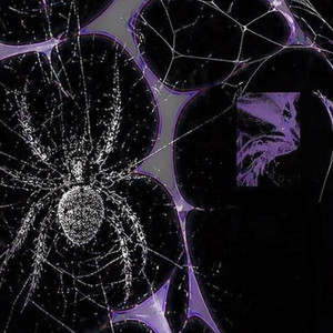 Spyder by Indebted