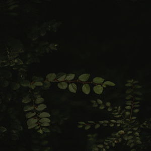Looped by Variabla