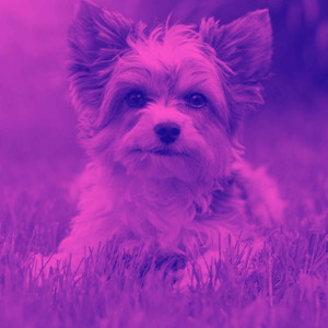 Music for Doggy Focus (Piano Duo) album