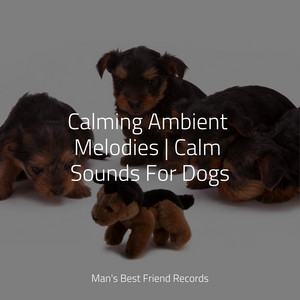 Calming Ambient Melodies | Calm Sounds For Dogs album
