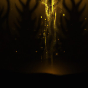 Gold by Moib Amir