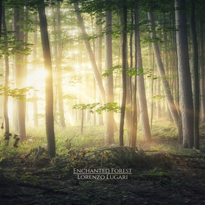 Enchanted Forest
