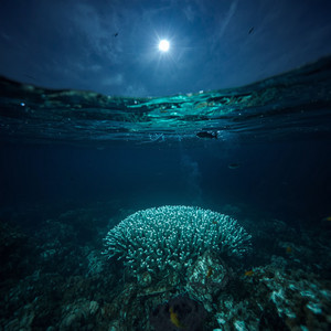 Coral Nights by Astral Bloom