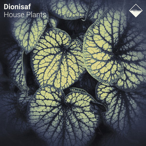 Monstera Albo by Dionisaf