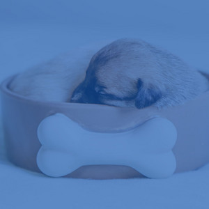 Trumpet and Alto Saxophone - Music for Days with Dogs album