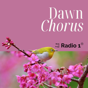 Dawn Chorus