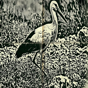 White Stork by Shyua
