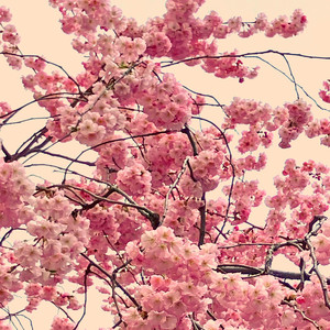 Spirit Flower - Nature Version by Zen Flutes, As you see