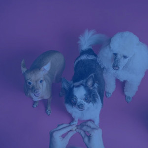 Warm Ambiance for Behaving Puppies