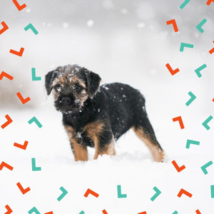 Music for Calming Puppy - Deluxe Chill Out Guitar album