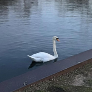 Isaac Sax - Sparks Sax Cover