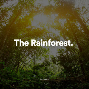 The Rainforest album