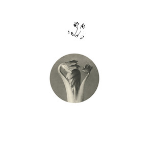 Longevity Eyebrow by Returning Sweetness, Eversines