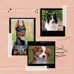 Music for Cute Puppy - Trumpet Solo album