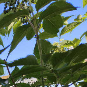 马炼洲 - 不是你摔倒就会有人扶你