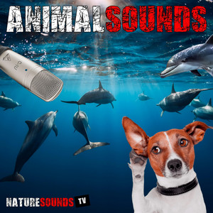 Nature Sounds TV - Bear Growling and Snarling