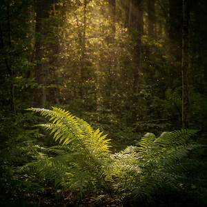 Song of the Ferns by MiloRenna