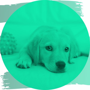 Music for Cute Dogs (Glockenspiel Music) album