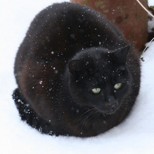 Kittens in the Snow