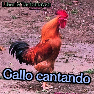 Gallo Cantando by Liborio Tactamayca