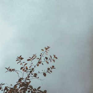 Moss Memory by NOVALE