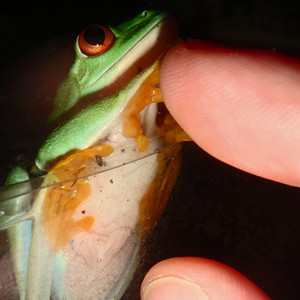 Frustrated Hypsiboas (Section Hylinae) by Phyllomedusa