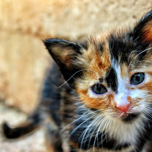 洋楽 Qyiet Cat Quintet Jazz Soundtrack for Quiet Cat – Musik und Lyrics von Cat
