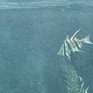 dead fish by Blood Nose