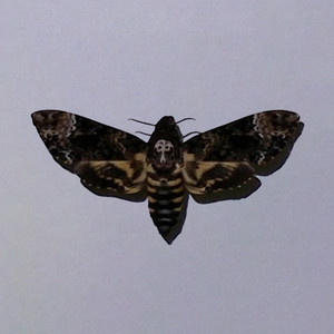 Moth by NUFFER