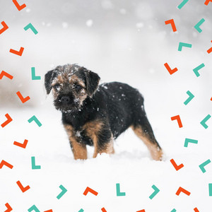 Music for Sweet Puppy Moods - Phenomenal Trumpet Solo album