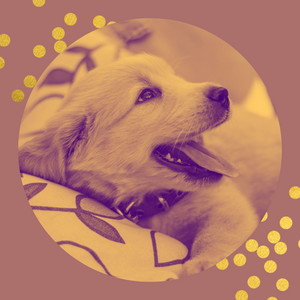 Carefree Music for Evening Walk with Dog - Piano album