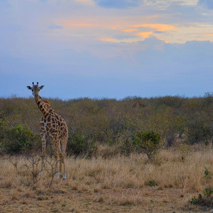 nairobi by iizzyy, wantwar