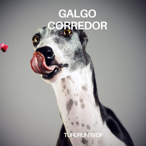 Galgo Corredor by Tururun 19 Df