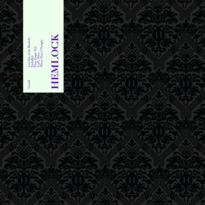 Lyall's Wren by Untold