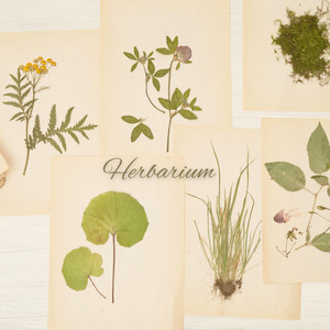 Lesfm & Piano Amor - Herbarium