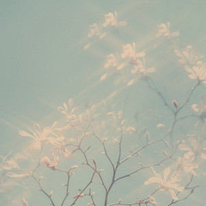 Shine