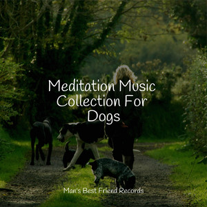Meditation Music Collection For Dogs album