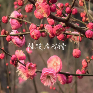 情没有对错 by 林诗曼