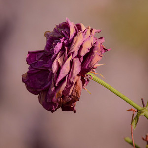 Love Is A Strong Word by miAh
